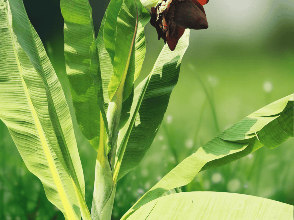 5 Seeds Ensete superbum Cliff Banana Rare Ornamental Tropical Banana Plant