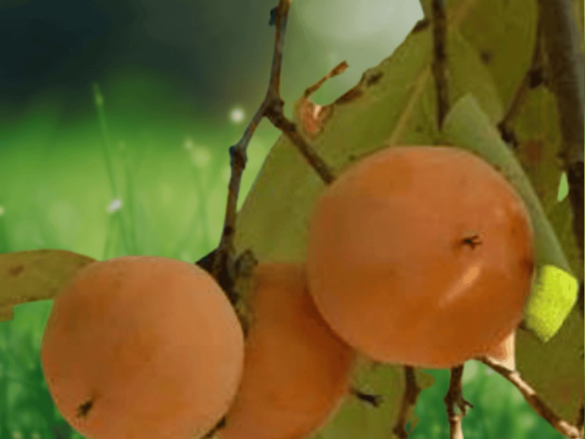 5 Live Plants American Persimmon Tree Diospyros Virginiana 12 Inch Bare Root