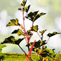 Hill Country Red Okra Seeds | NON-GMO Heirloom | Fresh Garden Seeds | Abelmoschus esculentus