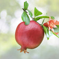 Dwarf Pomegranate Seeds - Organic Punica granatum nana - 20 Seeds - Edible Fruit Plant for Home Garden