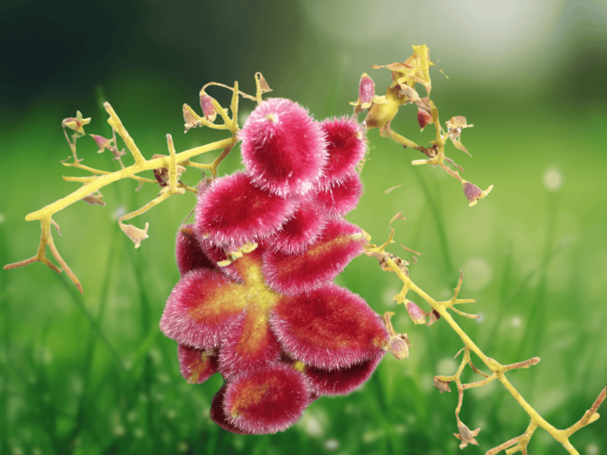 5 Seeds Sterculia urens Ghost Tree Deciduous Ornamental Exotic Rare