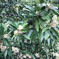 Carolina Cherry Laurel Plant - 1 Live Evergreen Shrub - Prunus caroliniana - Hardy Zones 7-10 - Wild Dug