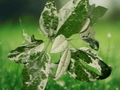 5 Seeds Akebia quinata Variegated Chocolate Vine Climbing Plant