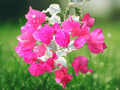 1 Live Starter Plant Bougainvillea Raspberry Ice Variegated Flowering Vine