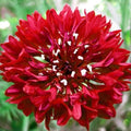 Bachelor Button Seeds 1000 Count Tall Red Variety Centaurea cyanus Bright Garden Blooms