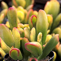 Gollum Jade Succulent 2-4" Live Plant | Crassula Ovata | Unique Money Tree Feature