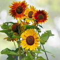 Evening Sunset Blend Sunflower Seeds - 25 Organic Seeds for Planting - Helianthus annuus