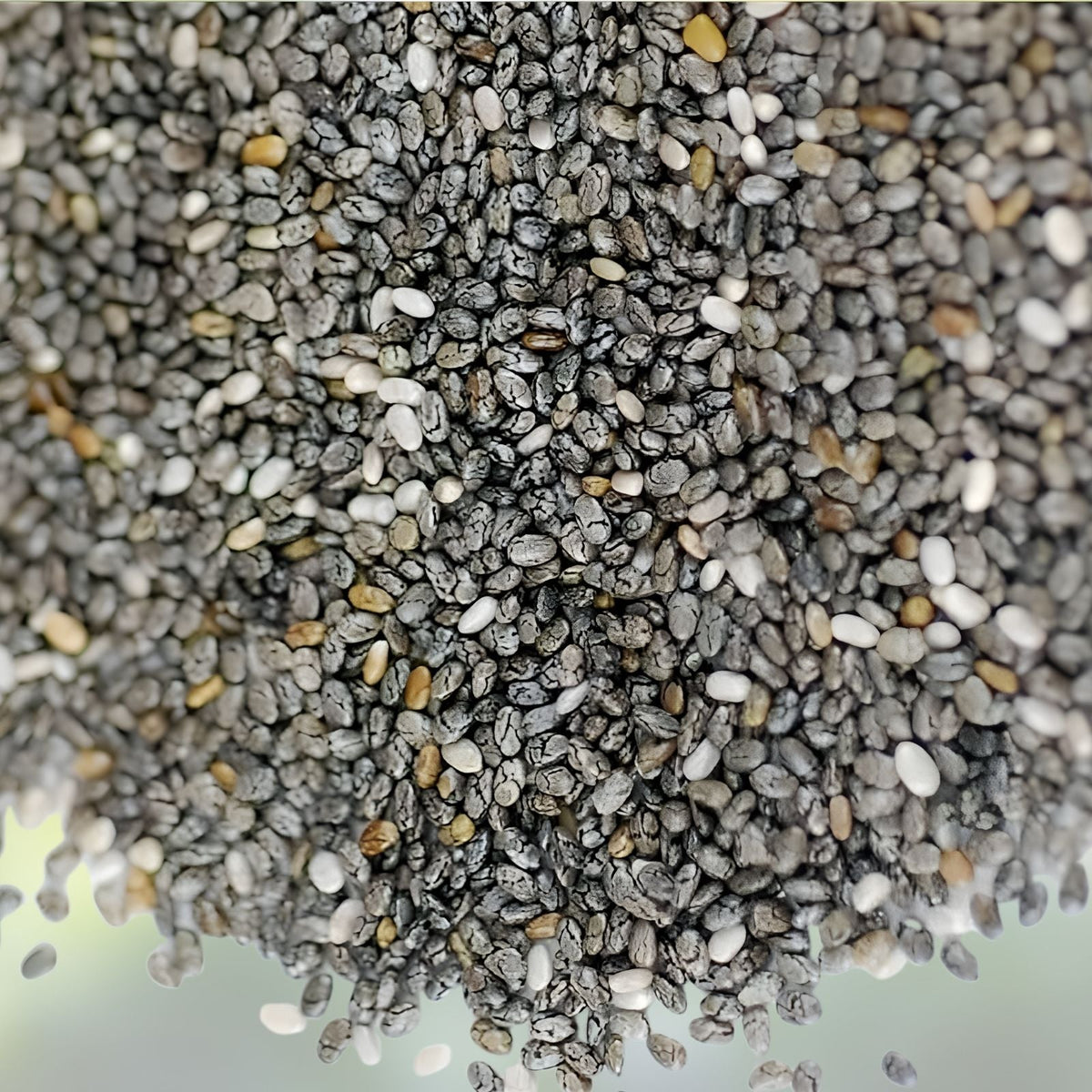 Chia Seeds for Planting, Organic Non-GMO Microgreens, Salvia hispanica, Garden Seeds, Healthy Superfood Planting Kit