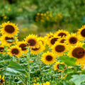 Sunflower Seeds 20+ Lemon Queen Variety Large Colorful Blooms Helianthus annuus Gardening Seeds
