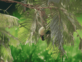 5 Seeds Parkia biglandulosa Badminton Ball Tree Tropical Flowering Tree Ornamental Shade Tree