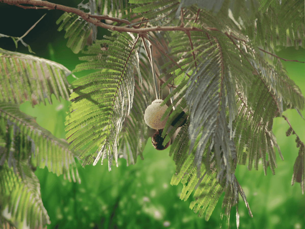 5 Seeds Parkia biglandulosa Badminton Ball Tree Tropical Flowering Tree Ornamental Shade Tree
