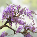 Purple Weeping Wisteria Bonsai Seedling - 1 Year Old - Wisteria sinensis - Indoor Outdoor Planting Gift