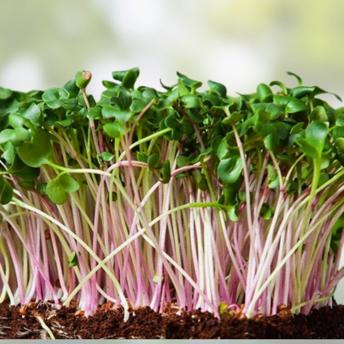 Red Kale Microgreen Seeds 14 oz – Organic Brassica oleracea var. sabellica for Home Gardening, Sprouting, Microgreens