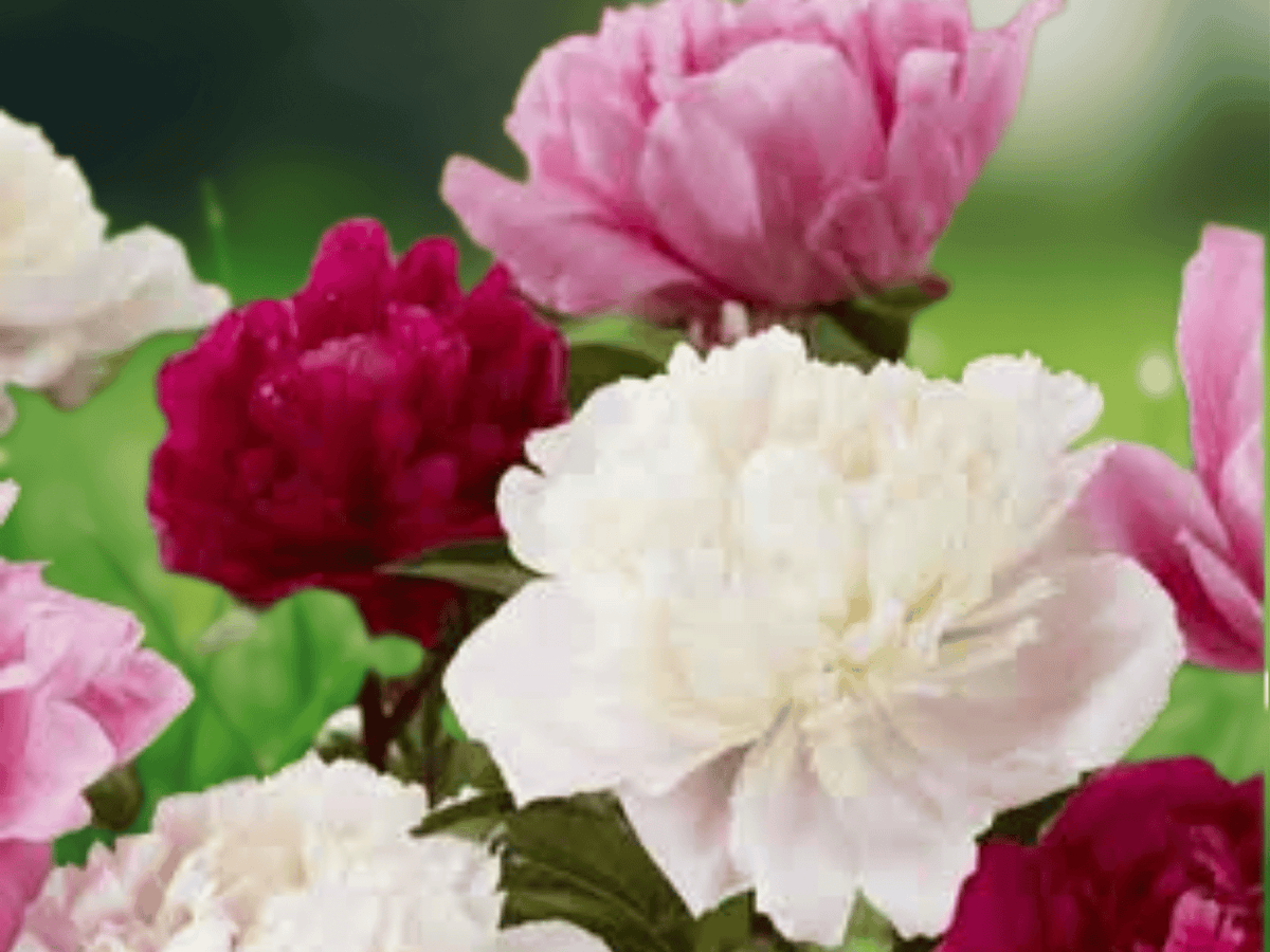 5 Seeds Garden Peony Mixed Colors Paeonia lactiflora Hardy Perennial Flower