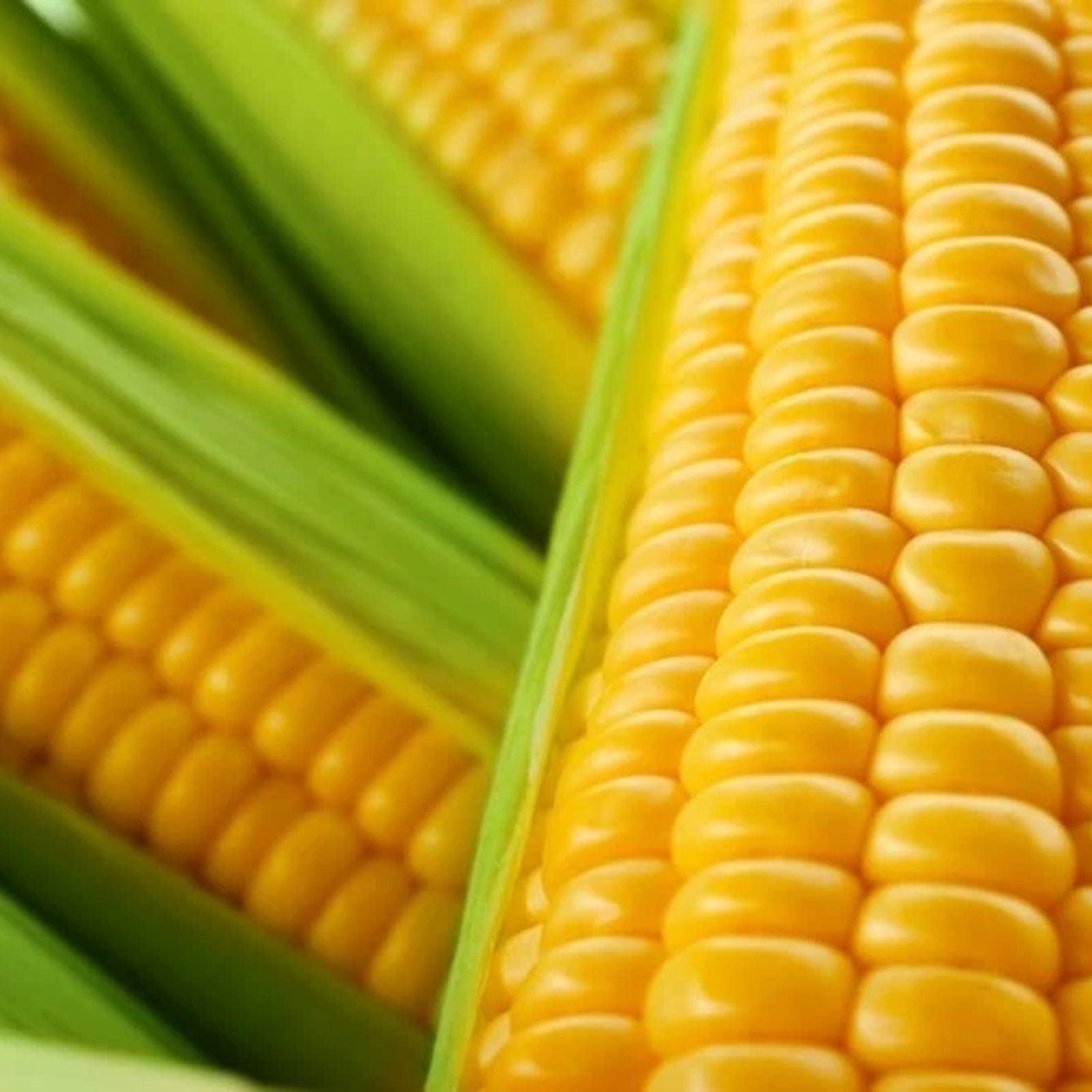 Yellow Sweet Corn Seeds - 100 Hybrid "Incredible Corn" Seeds for Planting - Zea mays