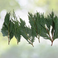 Leyland Cypress Tree Cuttings - 6+2 Free Fresh Evergreen Cuttings for Fast Growth - Cupressocyparis leylandii
