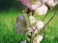 5 Seeds Chaenomeles Hybrid Mix Flowering Quince Deciduous Shrub Ornamental Garden Plant
