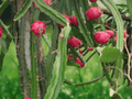 10 Seeds Selenicereus costaricensis Red Dragonfruit Cactus Seeds