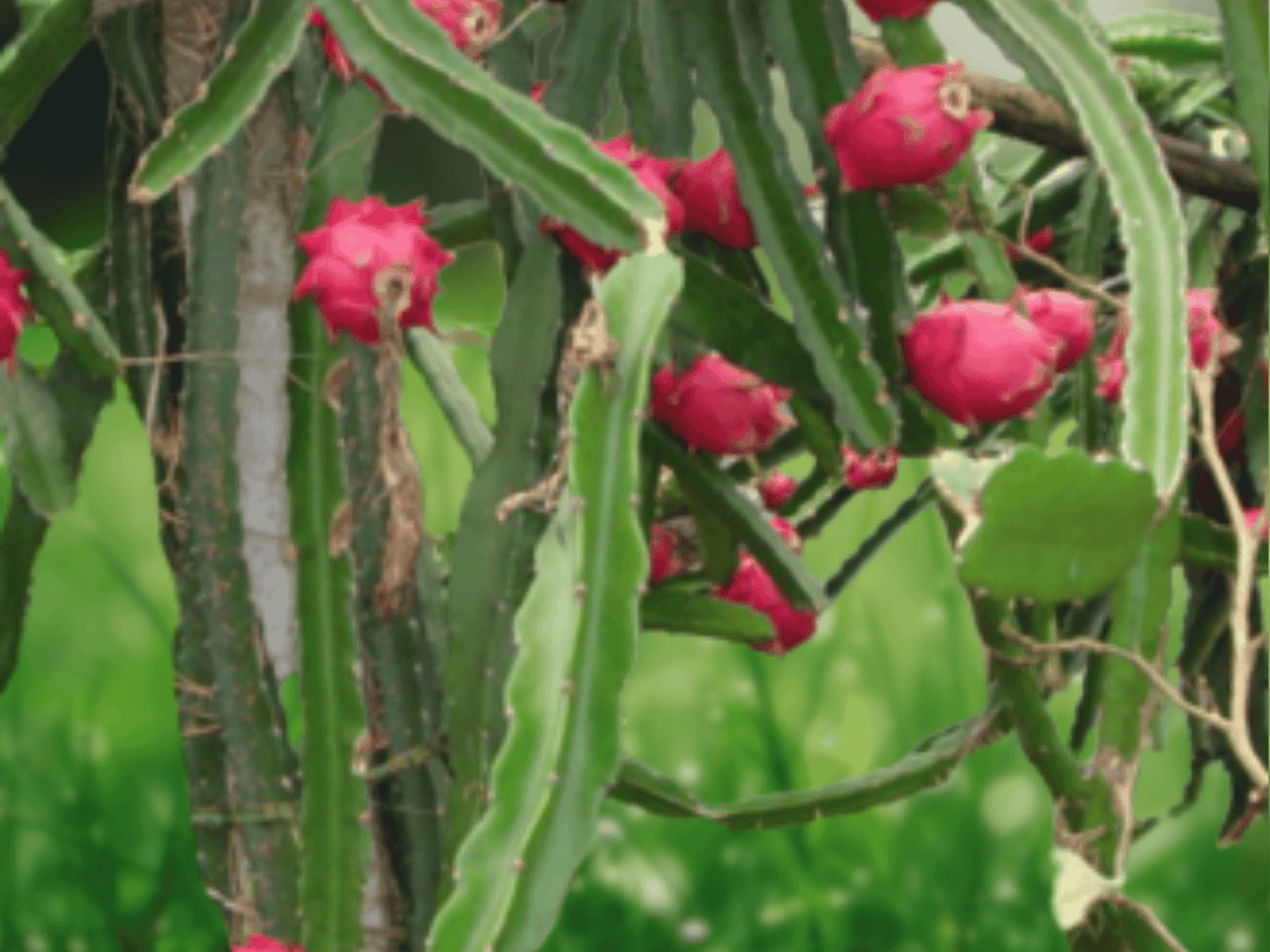 10 Seeds Selenicereus costaricensis Red Dragonfruit Cactus Seeds