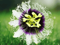 1 Live Plant Purple Passion Fruit Passiflora edulis Frederick Edible Vine for Trellises Patios Home Gardens