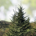 Fraiser Fir Tree Seedlings for Planting, 6-12 Inches, Abies fraseri, Evergreen Conifer, Christmas Tree Seedlings