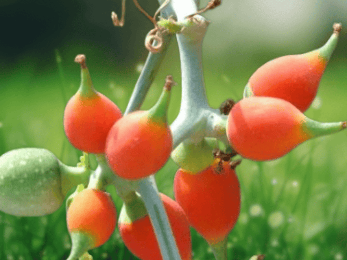 10 Seeds Redfruit Creeper Corallocarpus epigaeus Vine