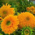 Double Sun Sunflower Seeds 20 Organic Heirloom Seeds Helianthus annuus USA Grown