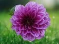 25 Seeds Milano Dahlia (Dahlia pinnata) - Deep Pink Blooms, Hardy Perennial, Easy Grow Ornamental Garden Flower