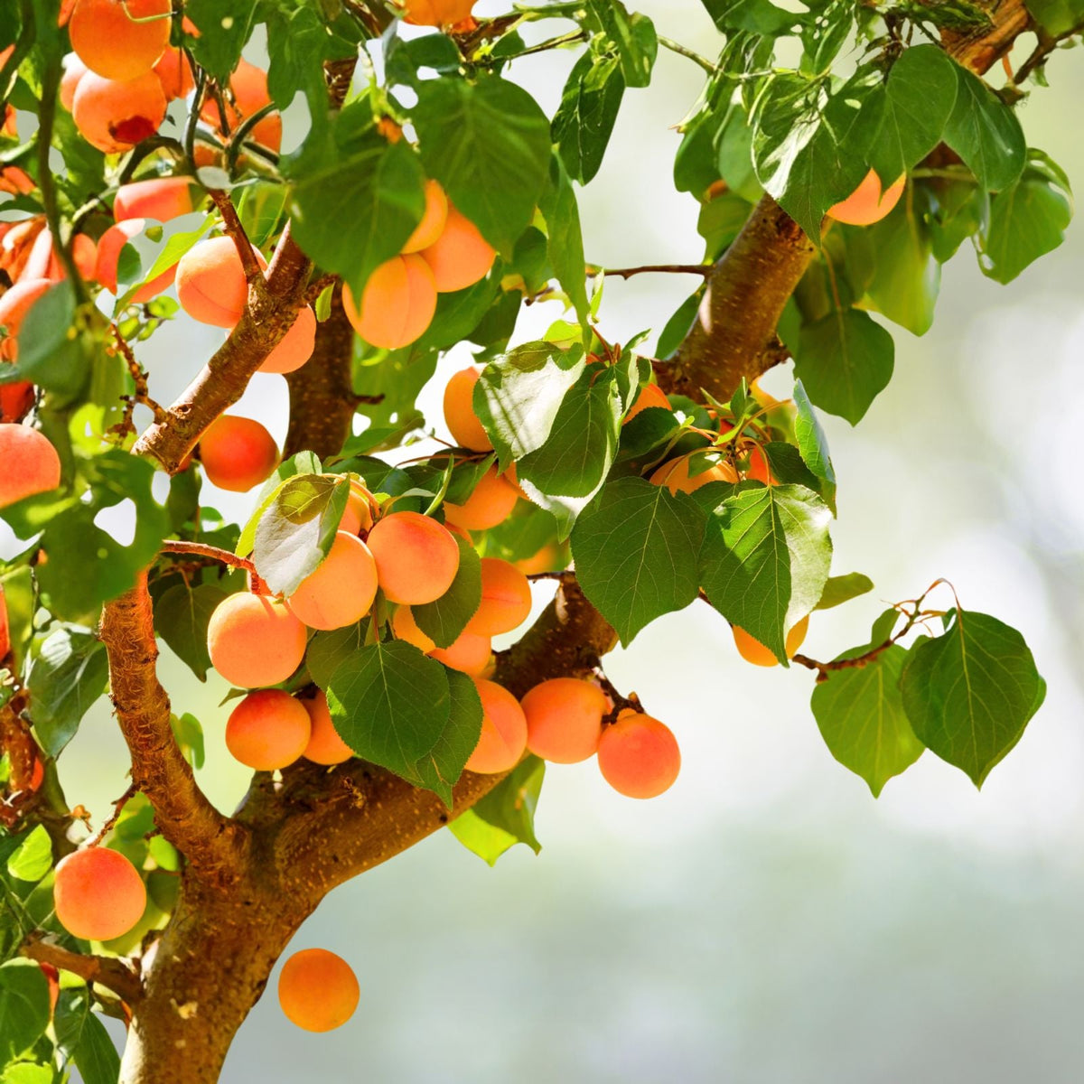 Apricot Tree Seeds 7 Pack   Fast Growing, Fragrant Pink Blooms, Prunus armeniaca, Hardy Zones 3 7, Self Pollinating