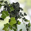 English Ivy Bare Root Cuttings 10" Strips Hedera helix 50 Count for Gardening Landscaping