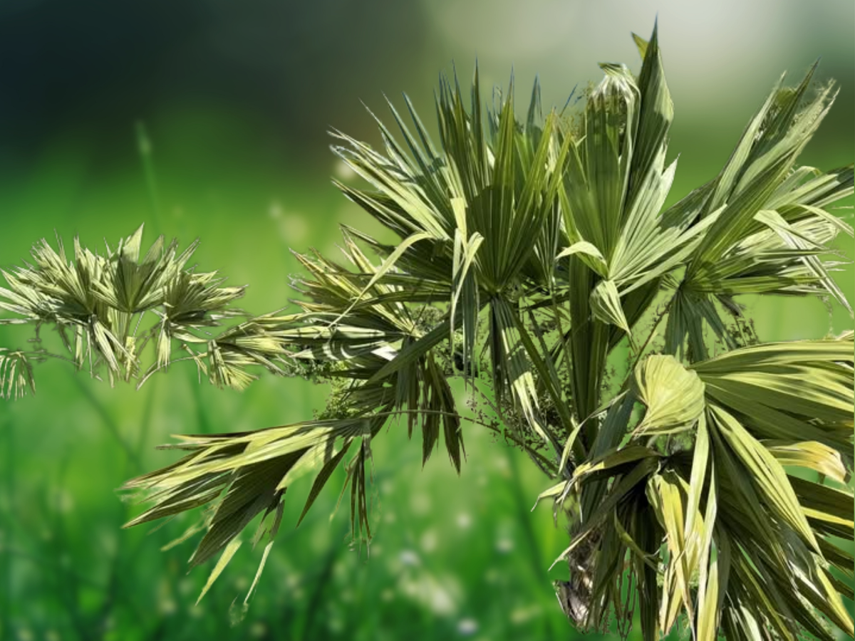5 Seeds Sabal 'Birmingham' Cold Hardy Palmetto Palm