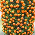 Mandarin Orange Seeds - 5 Pack, Seedless Citrus, Drought Tolerant, Indoor/Outdoor, Citrus reticulata, USDA Zone 6-11