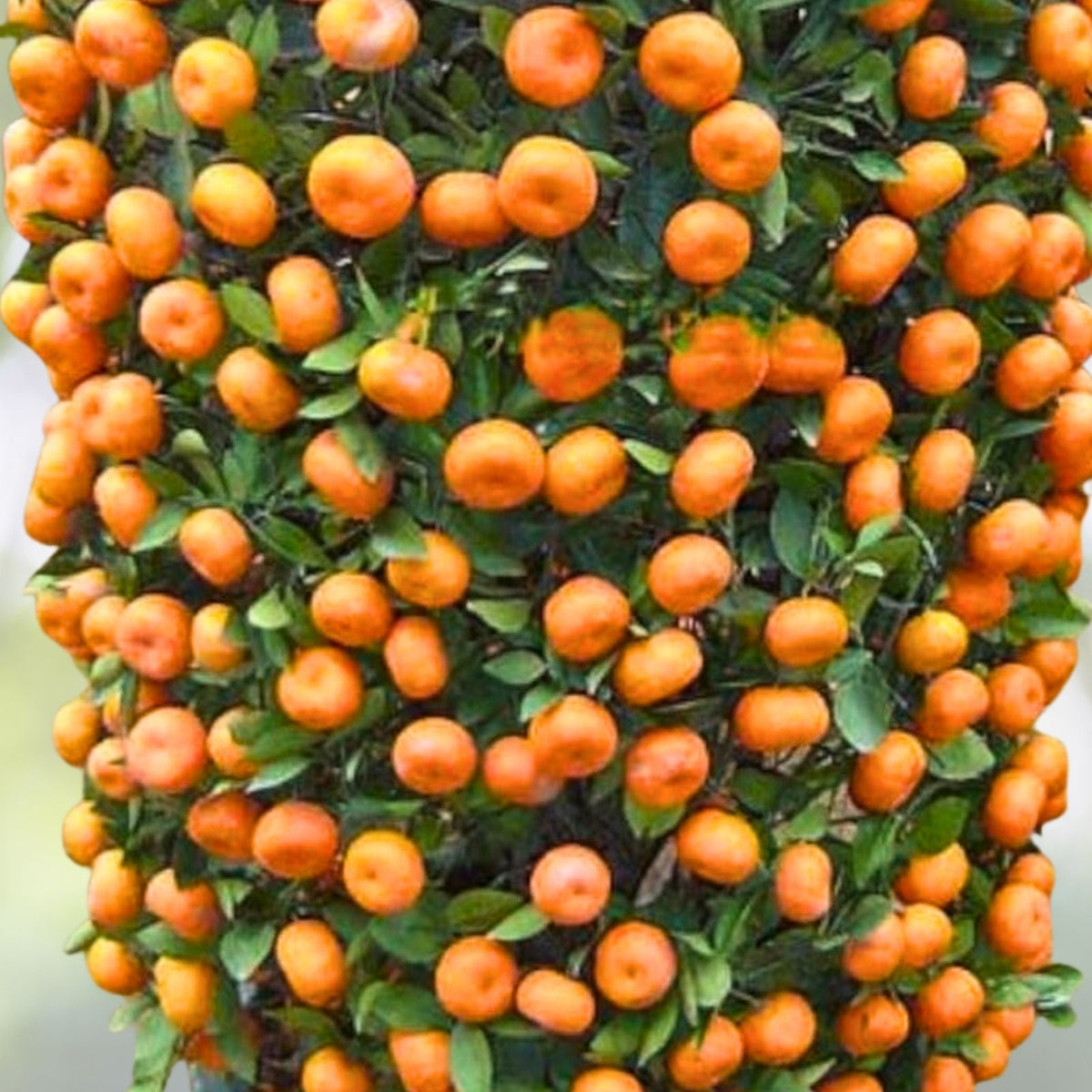 Mandarin Orange Seeds - 5 Pack, Seedless Citrus, Drought Tolerant, Indoor/Outdoor, Citrus reticulata, USDA Zone 6-11