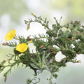 Dwarf Creeping Rock Rose Seeds - 50 Pack - Ground Cover Plant - Fumana procumbens - Low Growing, Blooming, Hardy Plant
