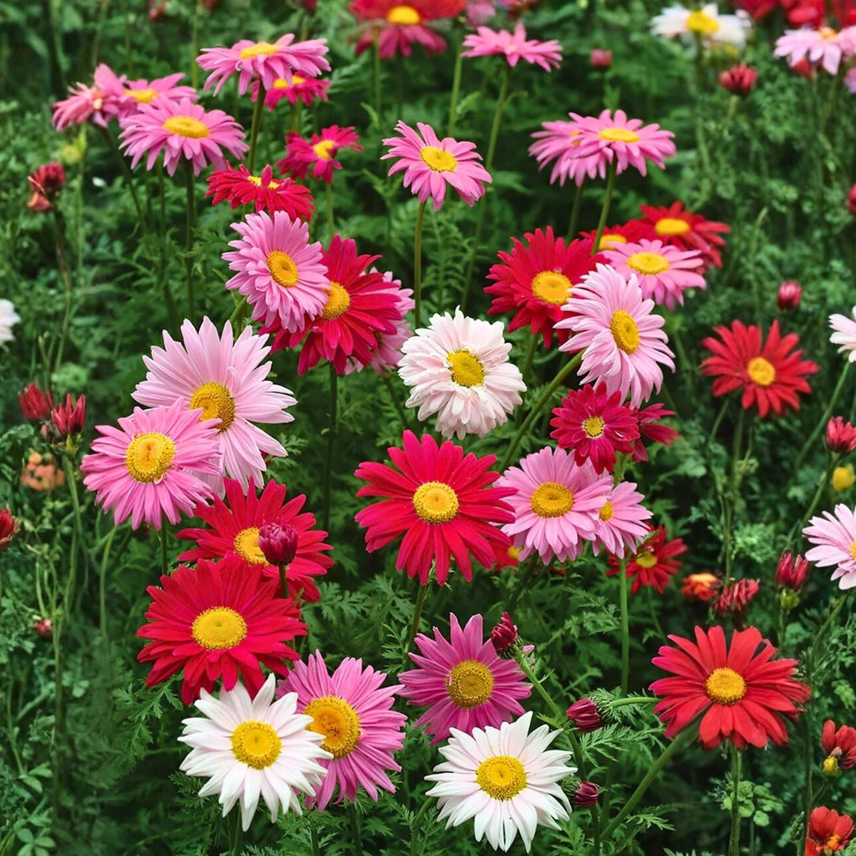 Chrysanthemum Seeds 200+ Plum Blossom Mum, Annual Flower, Colorful Garden Blooms, Chrysanthemum Morifolium