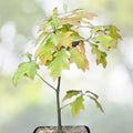 Blue Oak Bonsai Seeds - 15 Pack - Quercus macrocarpa - 2023 Harvest - Free Shipping