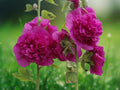 25 Seeds Double Purple Hollyhock Perennial Alcea Rosea Fluffy Violet Blooms Hardy Tall Cottage Garden Border