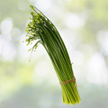 500 Garlic Chive Seeds - Heirloom Non-GMO Chinese Chives - Allium tuberosum for Planting