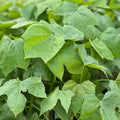 Chaya Cuttings - Organic Spinach Plant - Easy to Root - Cnidoscolus aconitifolius - Edible Leaf Vegetable