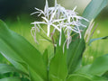 1 Bulb Crinum asiaticum Giant White Spider Lily Live Plant Tropical from Variegated Parent