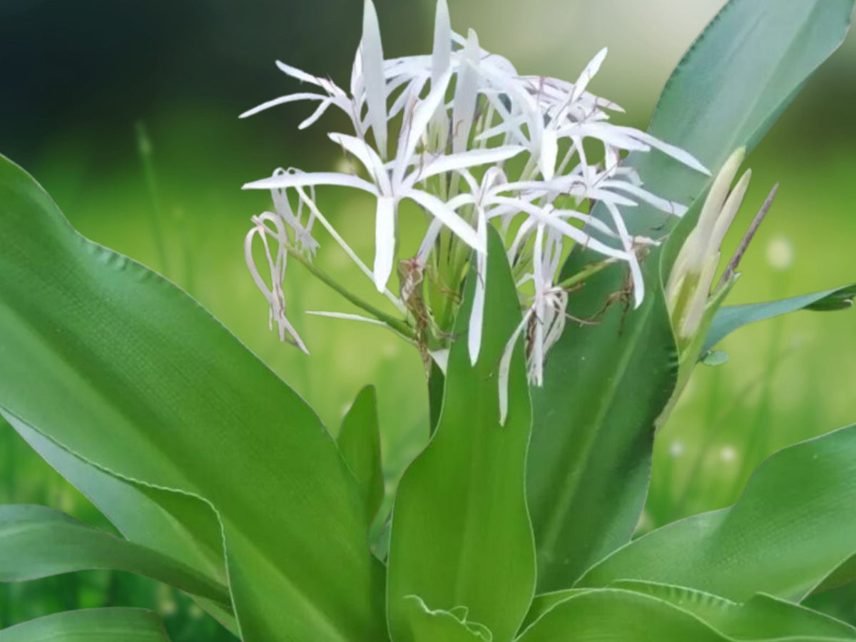 1 Bulb Crinum asiaticum Giant White Spider Lily Live Plant Tropical from Variegated Parent