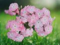 50 Seeds Beauty Phlox Annual Flower Mix Vibrant Blooming Border Bed Garden Seeds