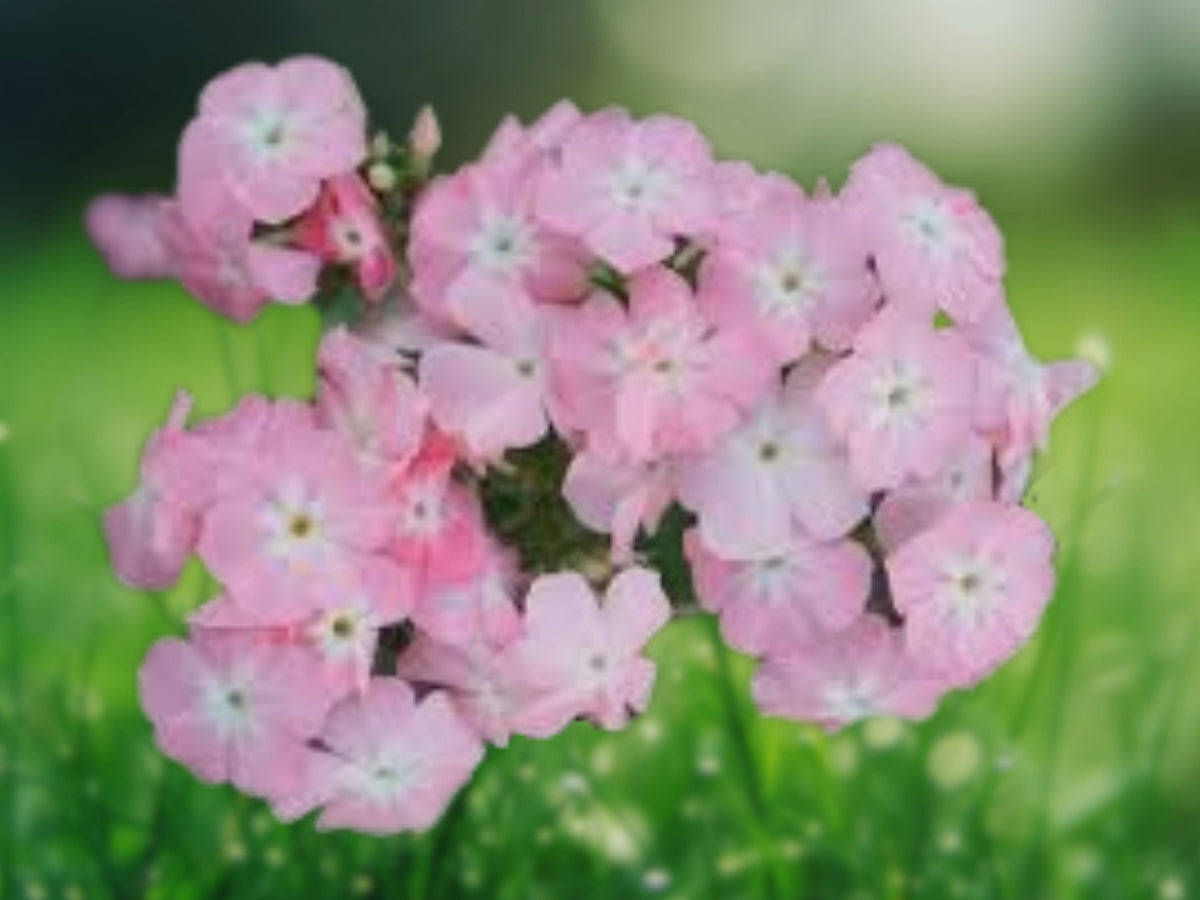 50 Seeds Beauty Phlox Annual Flower Mix Vibrant Blooming Border Bed Garden Seeds