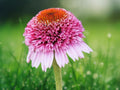 50 Seeds Butterfly Kisses Coneflower Echinacea Perennial Pink Pompon Blooms Hardy Pollinator Flower Easy Grow Drought Tolerant