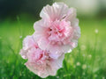 25 Seeds Carnival Pink Hollyhock Double Bloom Alcea Rosea Tall Hardy Biennial Flower Easy Grow Cottage Garden Pollinator Friendly