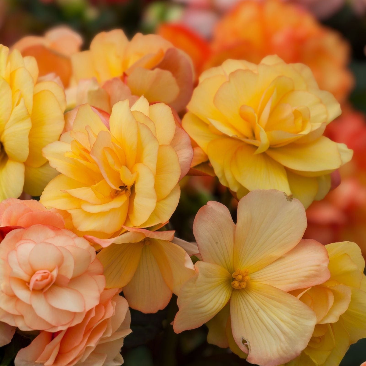 Begonia Seeds 45 or 125 Count Sunrise Trifecta Variety Non-GMO Flower Seeds Begonia spp.