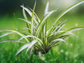 3 Variegated Spider Plant Cuttings Bare Root 4-5 Inch Live Chlorophytum comosum Easy Grow Houseplant