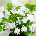 Arabian Jasmine Plant 12" with Buds - Jasminum sambac - Indoor/Outdoor Flowering Houseplant in Pot