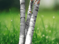 25 Paper Birch Seeds Betula papyrifera White Birch Tree