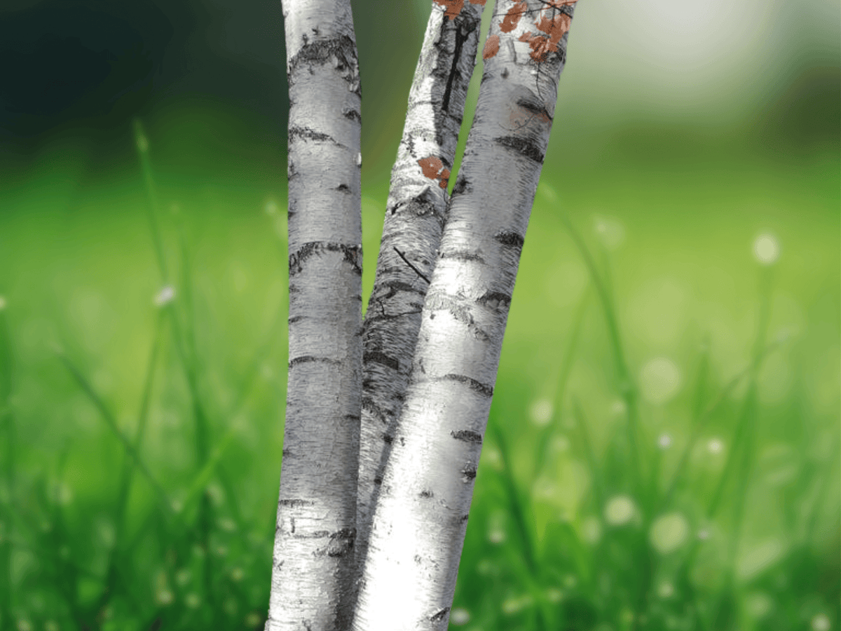 25 Paper Birch Seeds Betula papyrifera White Birch Tree